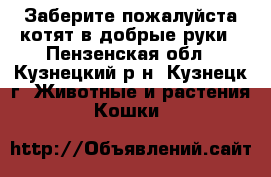 Заберите пожалуйста котят в добрые руки - Пензенская обл., Кузнецкий р-н, Кузнецк г. Животные и растения » Кошки   